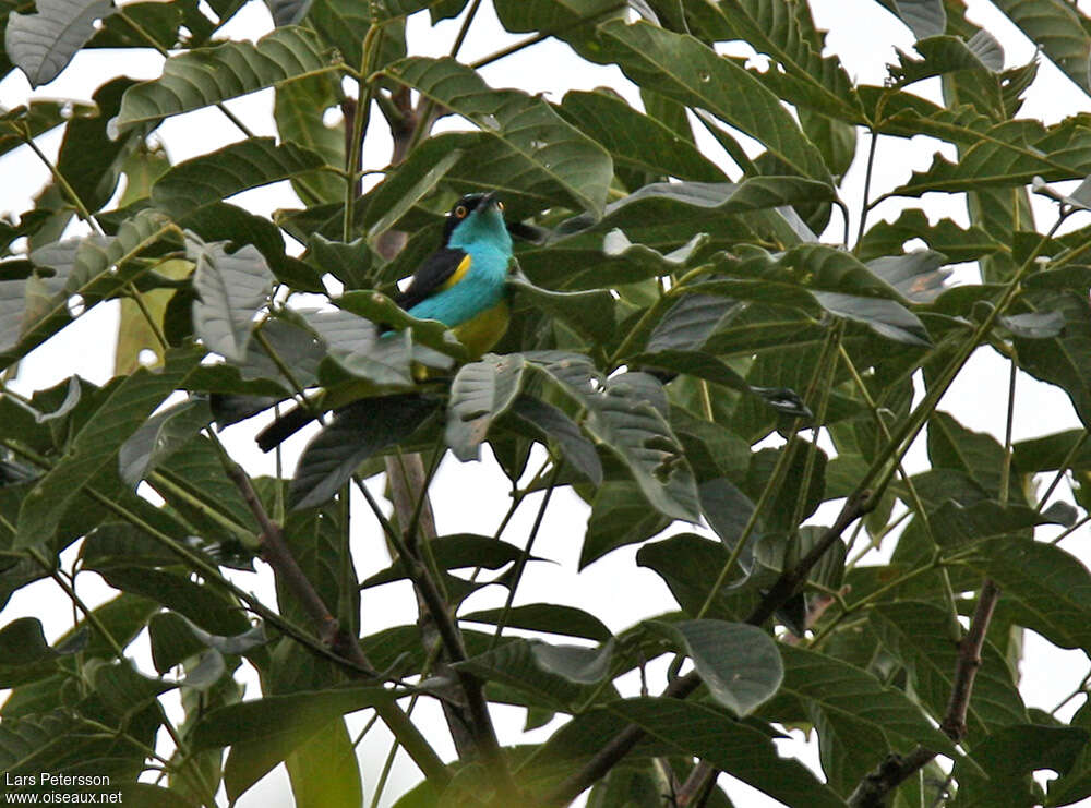 Yellow-tufted Dacnis male adult, habitat