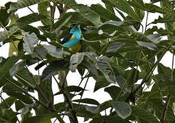 Yellow-tufted Dacnis