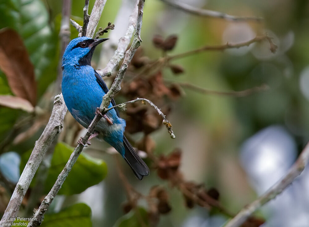 Dacnis bleu