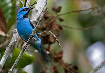 Dacnis bleu