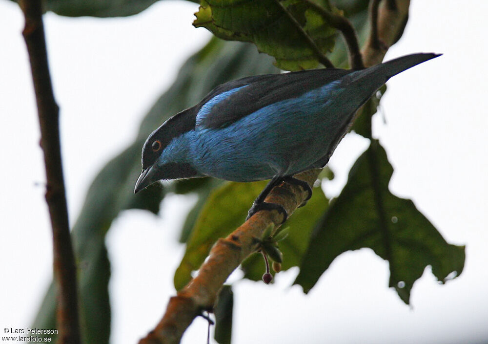 Turquoise Dacnis