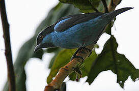 Turquoise Dacnis