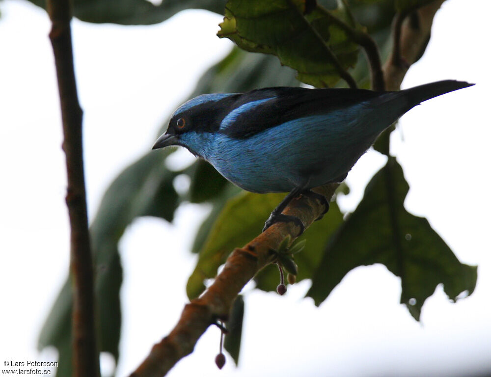 Turquoise Dacnis