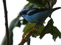 Turquoise Dacnis