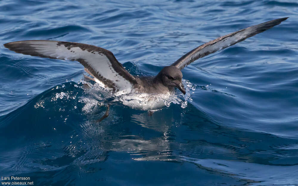 Cape Petreladult, fishing/hunting