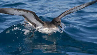 Cape Petrel