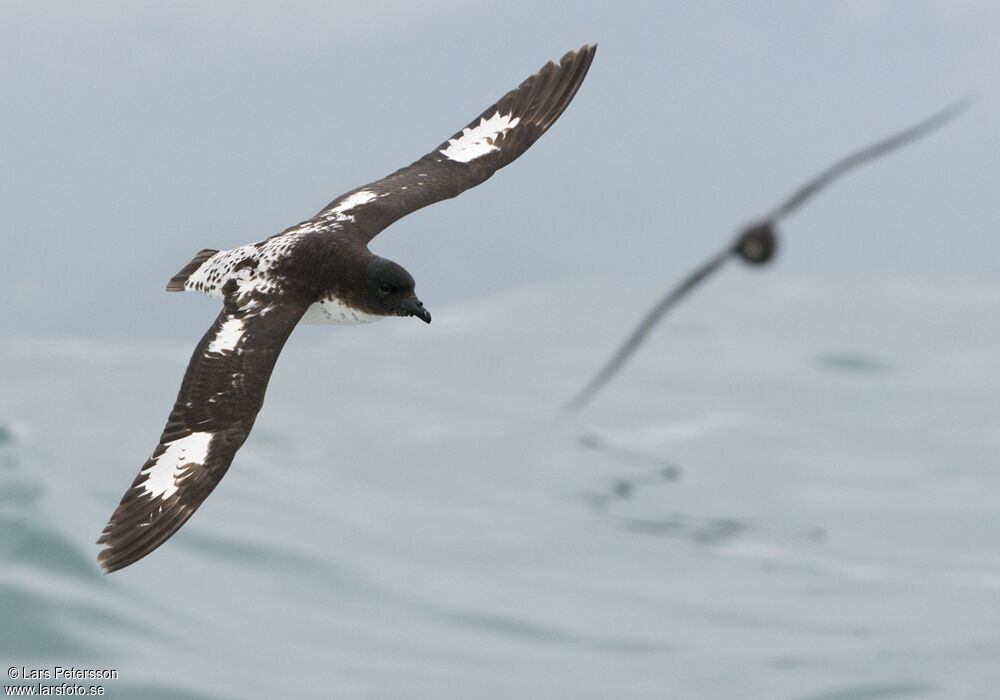 Cape Petrel