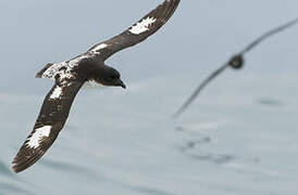 Cape Petrel