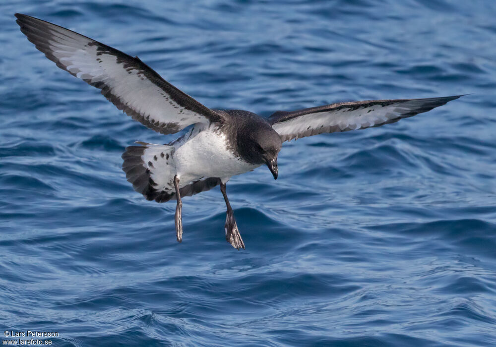 Cape Petrel