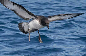 Cape Petrel