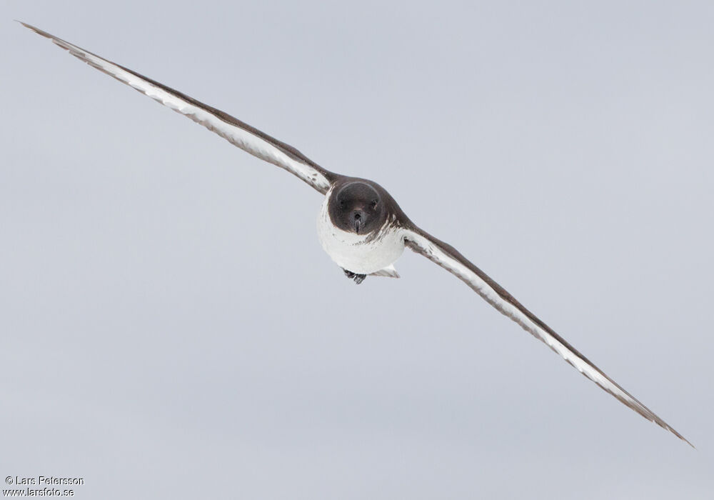 Cape Petrel