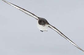 Cape Petrel