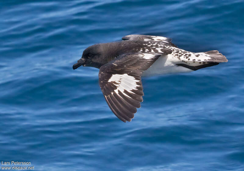 Cape Petrel, pigmentation, Flight