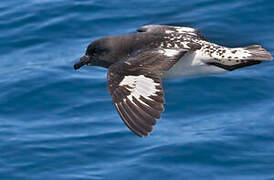 Cape Petrel