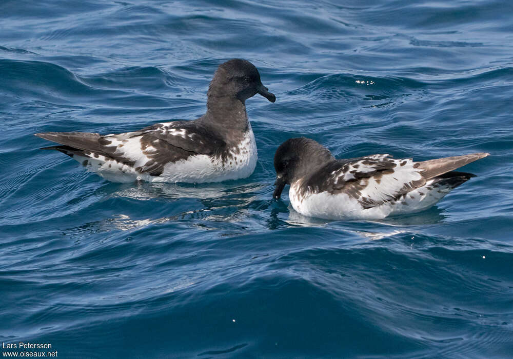 Cape Petreladult, identification