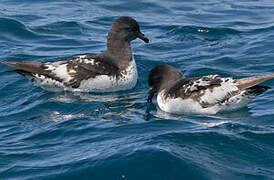 Cape Petrel