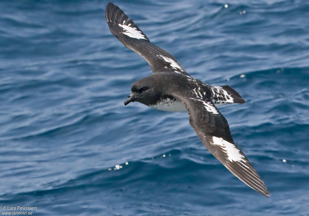 Cape Petrel