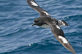 Cape Petrel