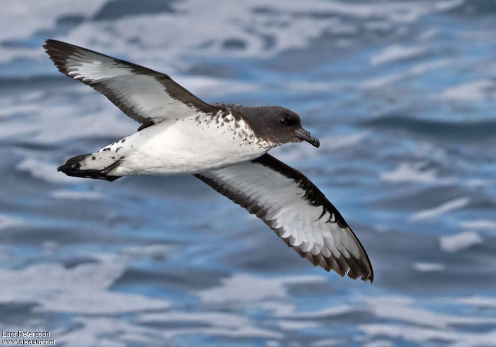 Cape Petreladult, pigmentation, Flight