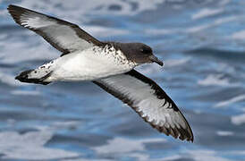 Cape Petrel