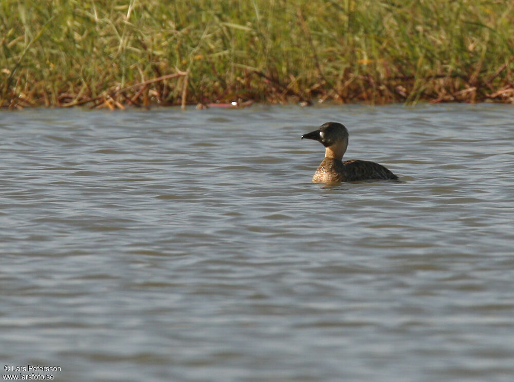 Dendrocygne à dos blanc