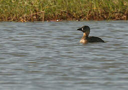 White-backed Duck