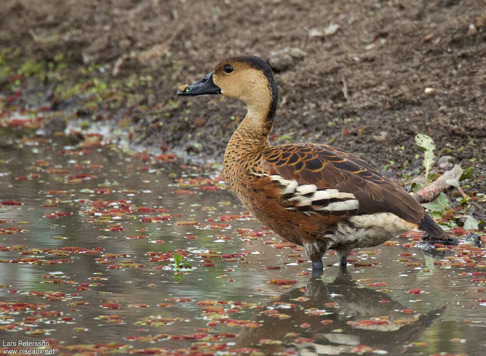 Wandering Whistling Duckadult, identification