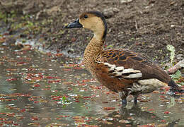 Wandering Whistling Duck