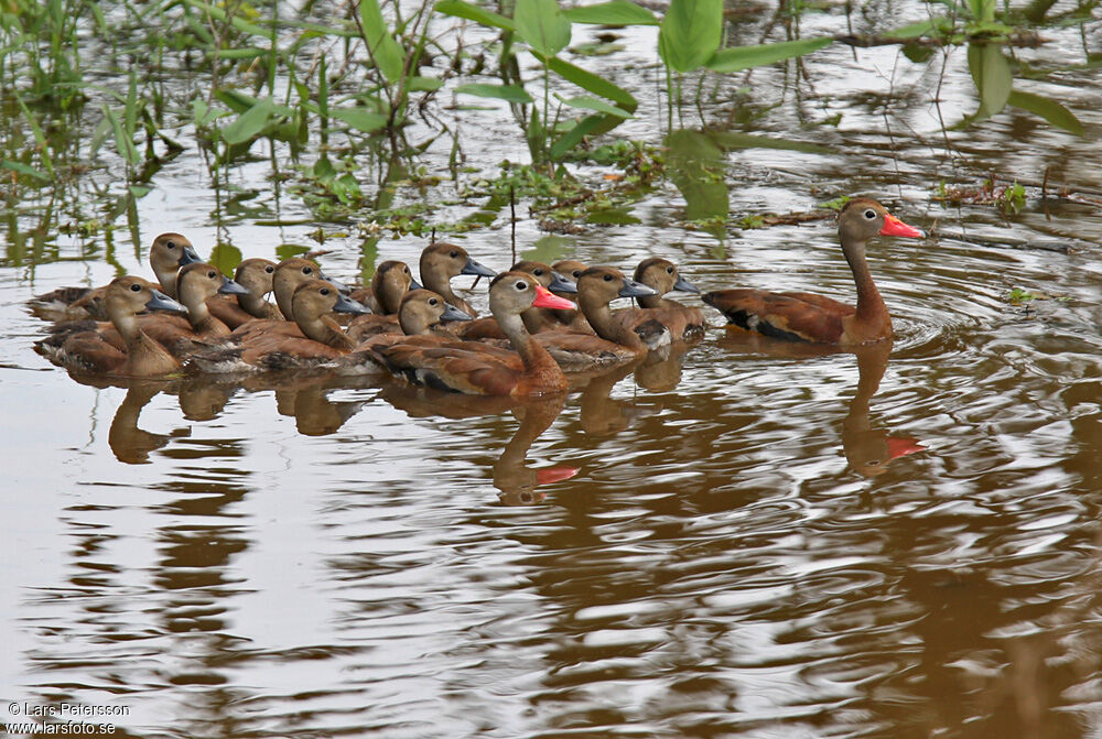 Dendrocygne à ventre noir