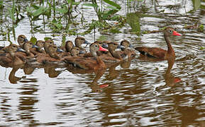 Black-bellied Whistling Duck