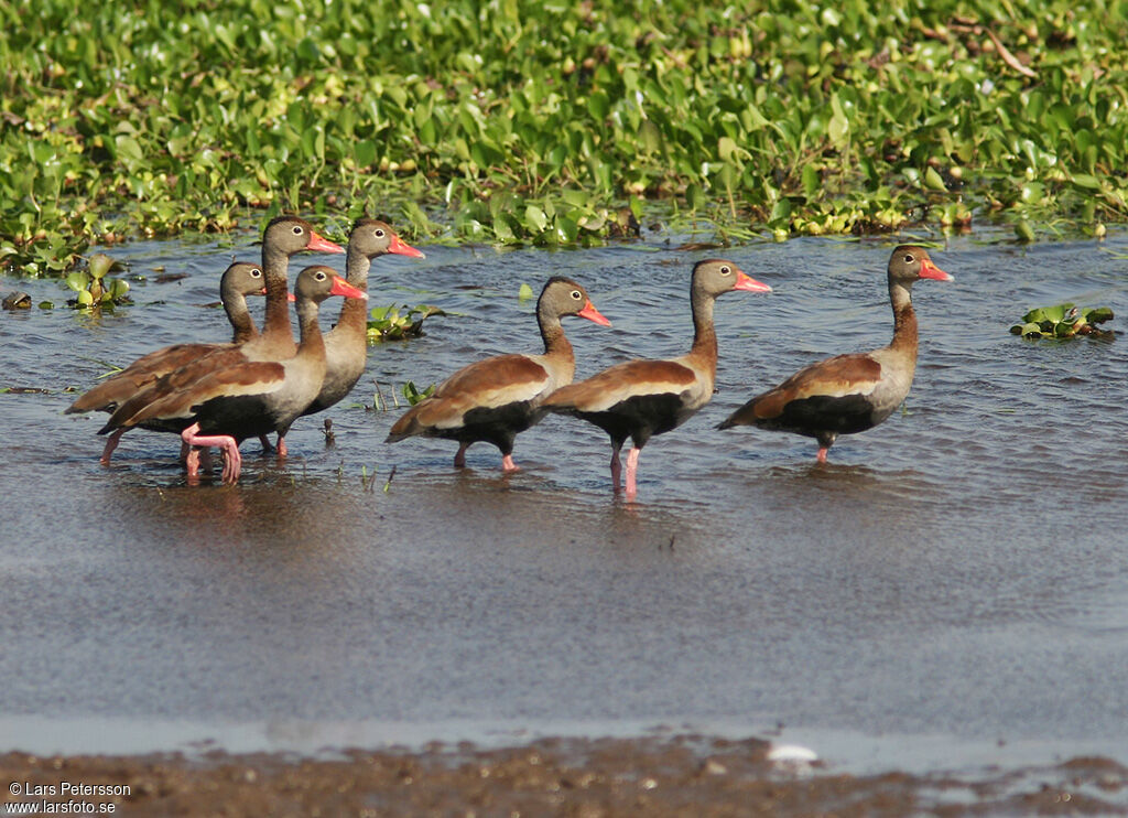 Dendrocygne à ventre noir