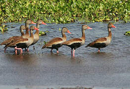 Dendrocygne à ventre noir