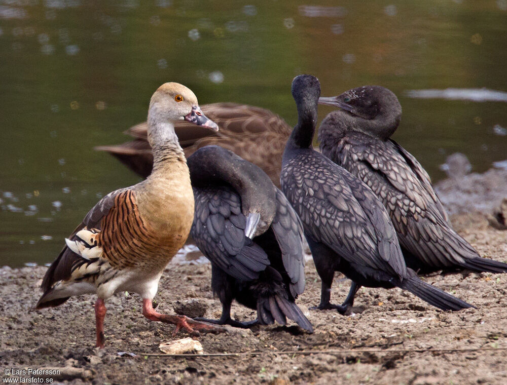 Plumed Whistling Duck