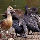 Dendrocygne d'Eyton