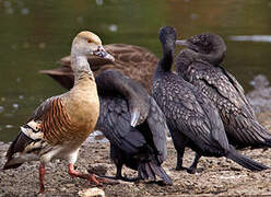 Plumed Whistling Duck