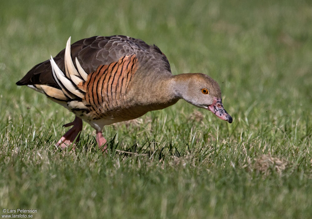 Dendrocygne d'Eyton