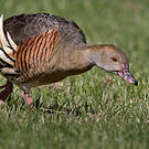 Dendrocygne d'Eyton