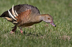 Plumed Whistling Duck