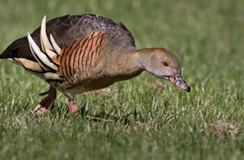 Dendrocygne d'Eyton