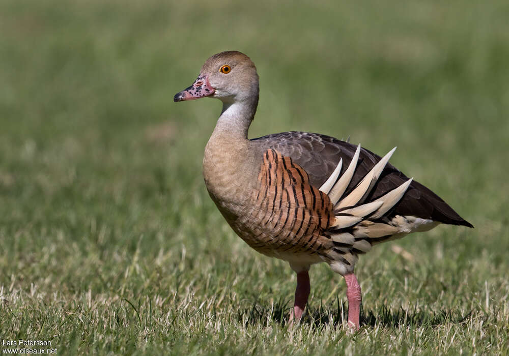 Dendrocygne d'Eytonadulte, identification