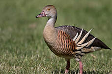 Dendrocygne d'Eyton