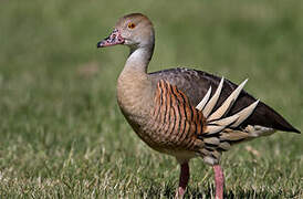 Plumed Whistling Duck