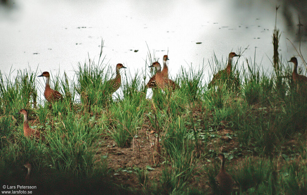 West Indian Whistling Duck