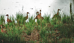 Dendrocygne des Antilles