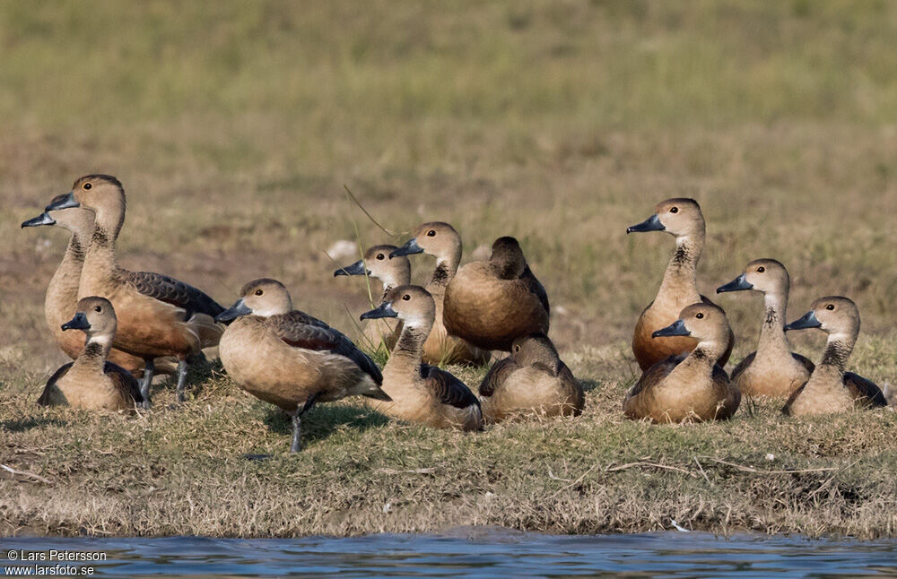 Dendrocygne siffleur