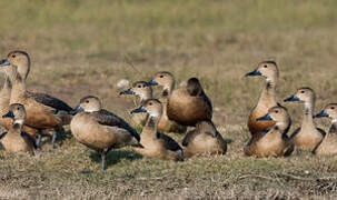 Lesser Whistling Duck