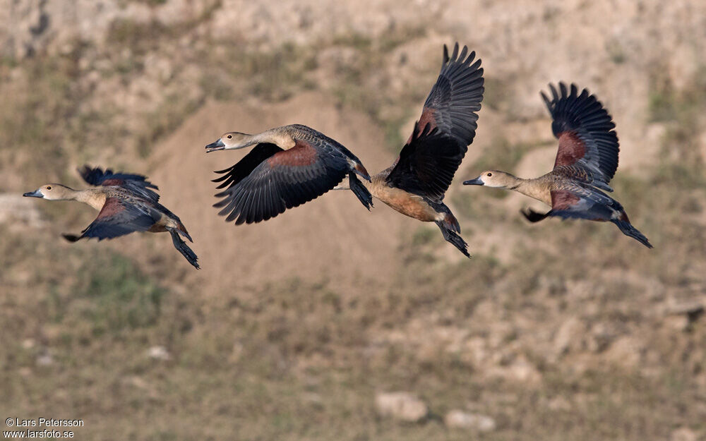 Dendrocygne siffleur