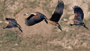 Lesser Whistling Duck