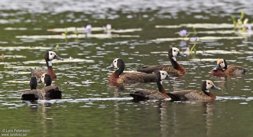 White-faced Whistling Duck