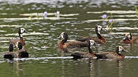 Dendrocygne veuf